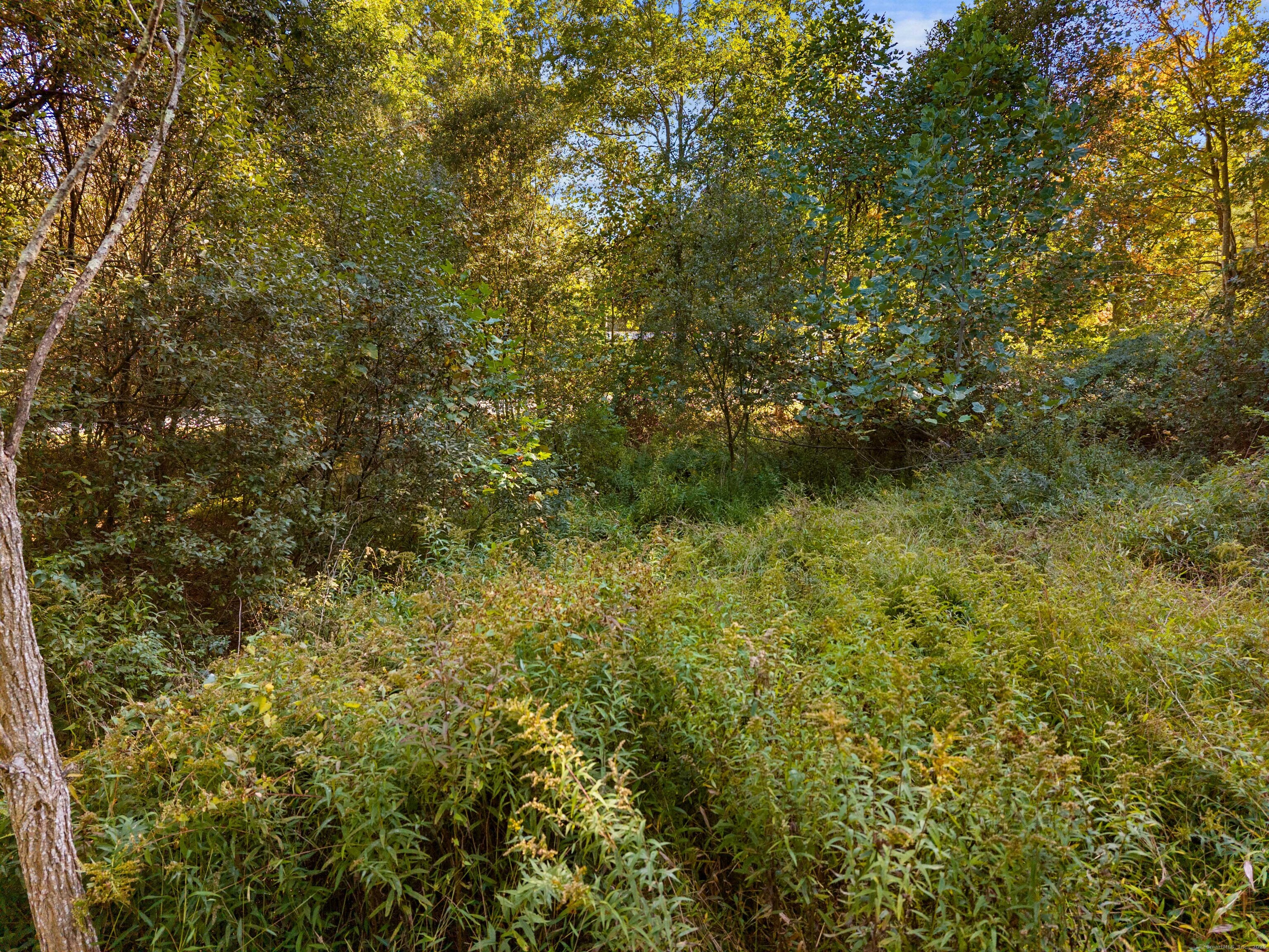 41 Bushy Hill Road Essex, CT 06442 - Photo 30 of 36 a view of outdoor space and trees