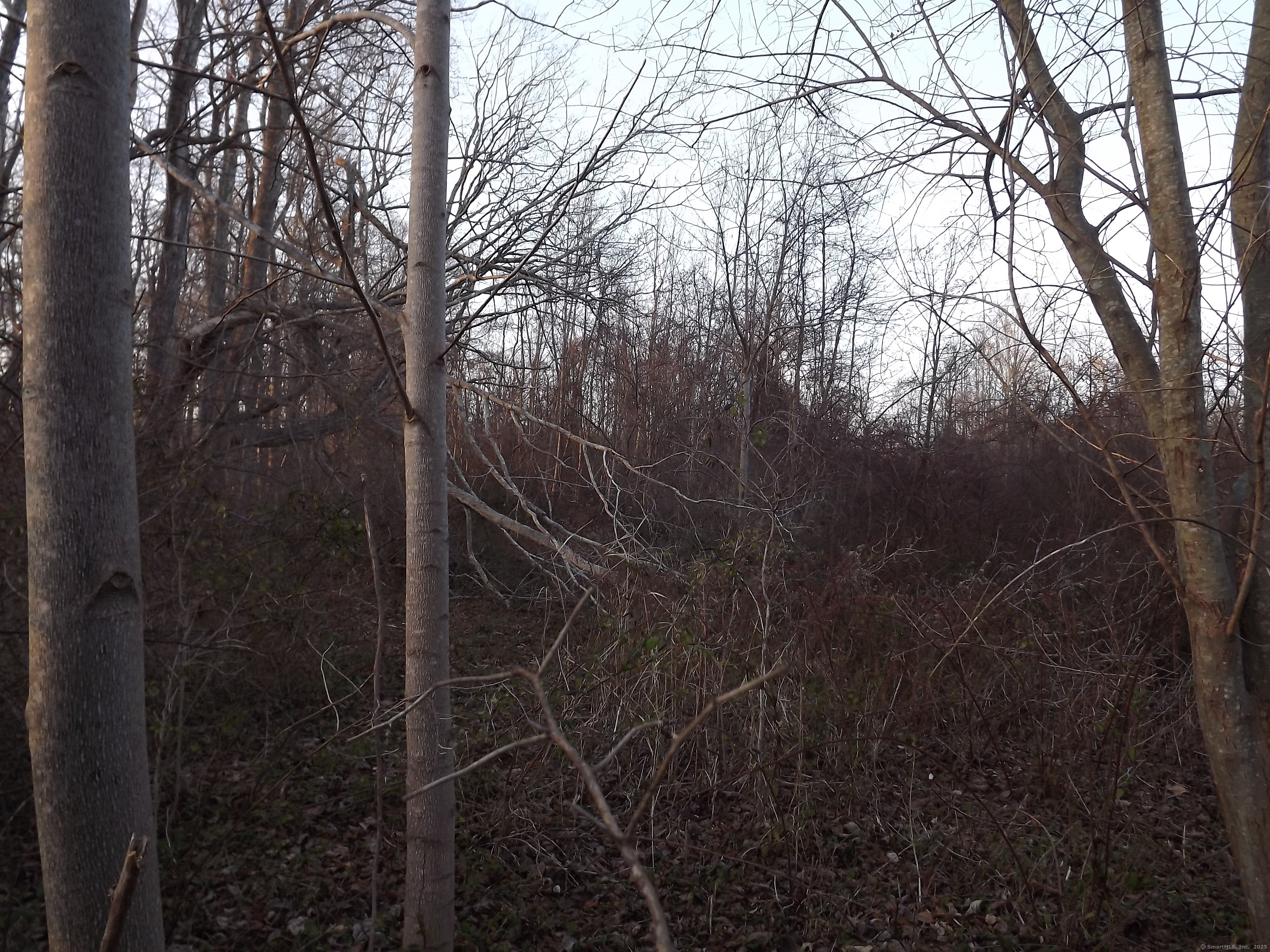 41 Bushy Hill Road Essex, CT 06442 - Photo 32 of 38 a view of forest