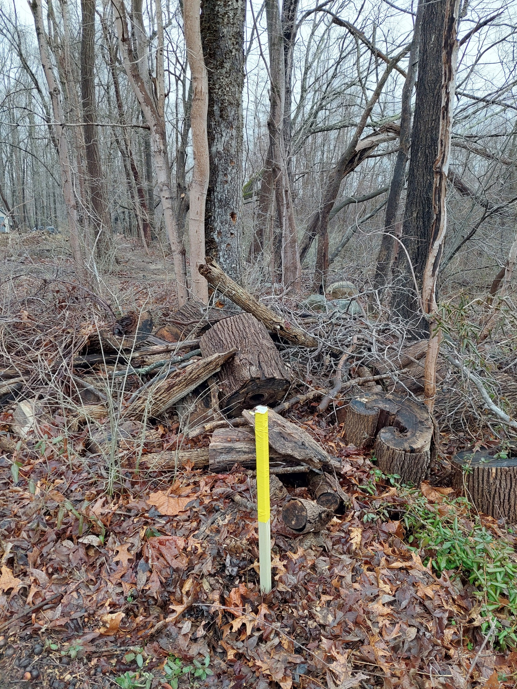 41 Bushy Hill Road Essex, CT 06442 - Photo 7 of 36 a green field with lots of trees