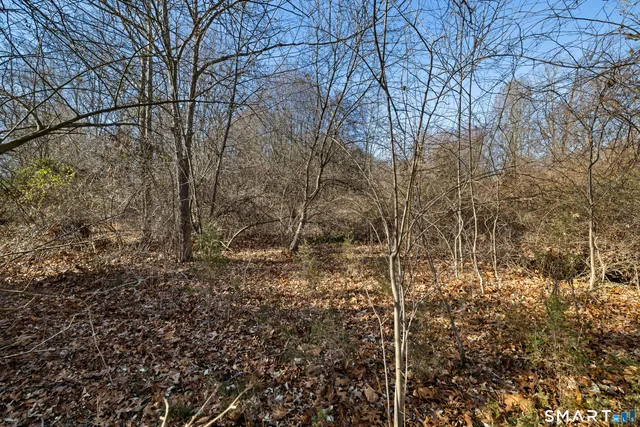 a view of a forest with trees