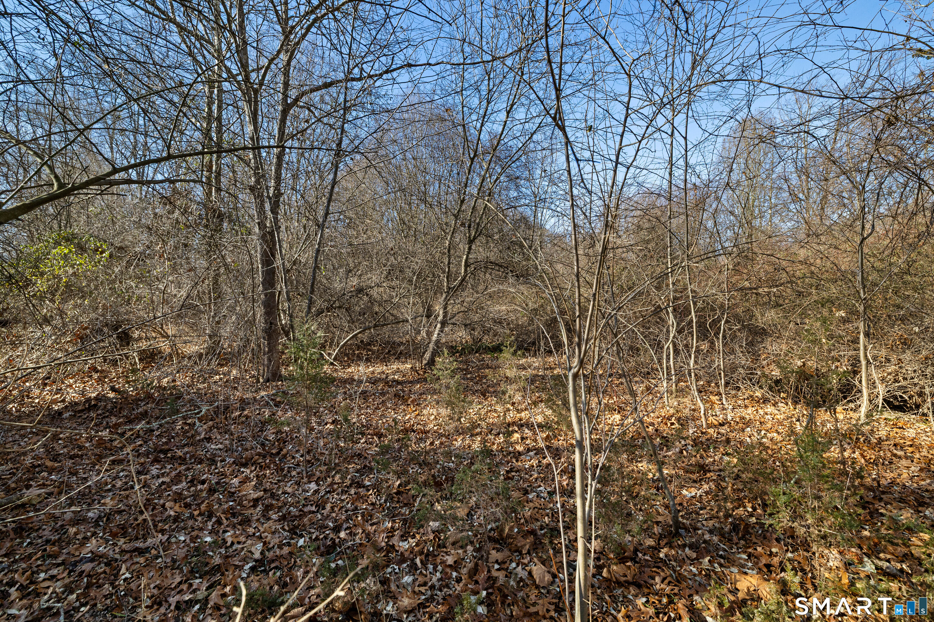 41 Bushy Hill Road Essex, CT 06442 - Photo 9 of 38 a view of a forest