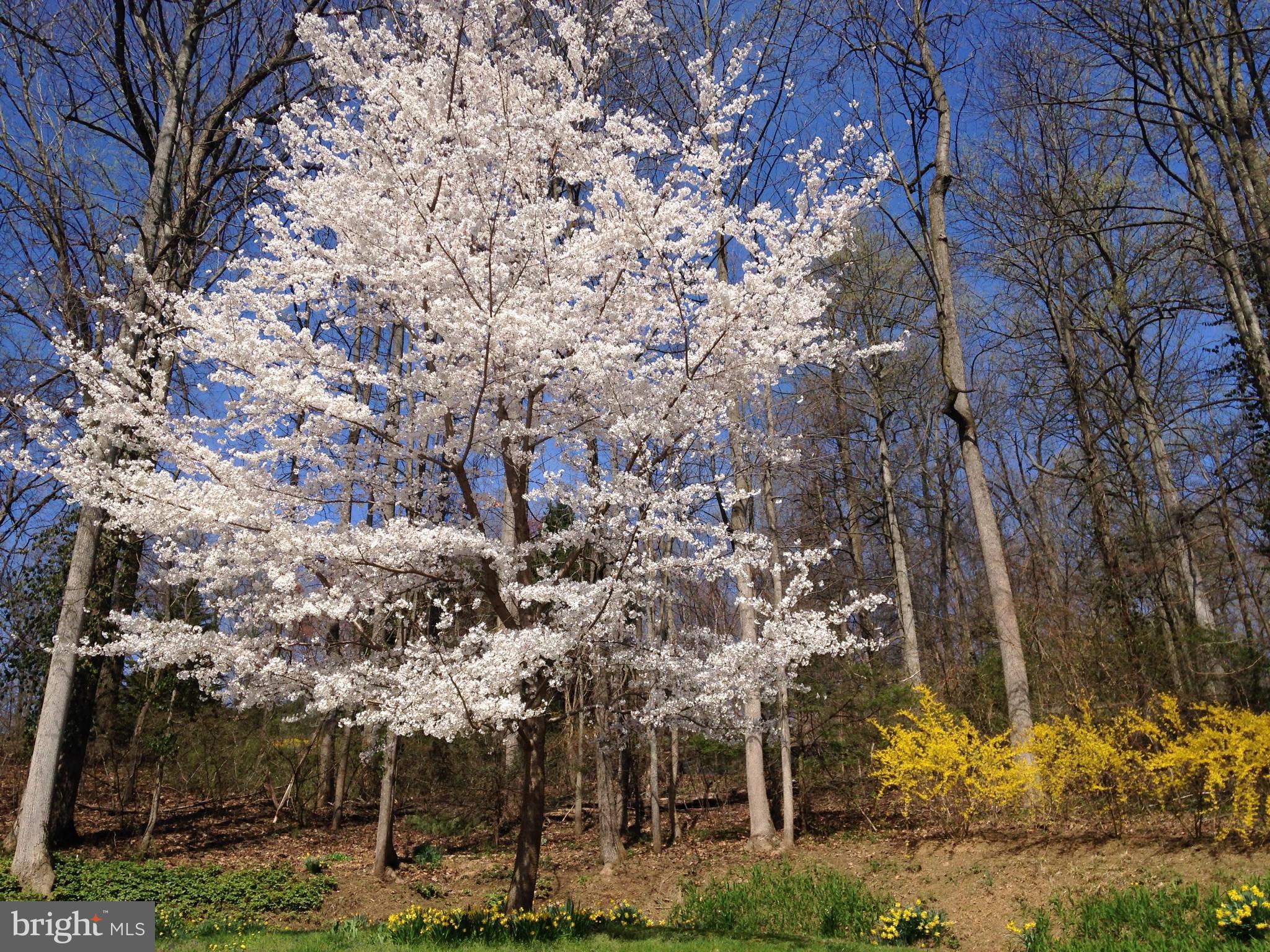 13808 Longnecker Road Glyndon, MD 21136 - Photo 30 of 40 Blooming Cherry Tree in circular driveway