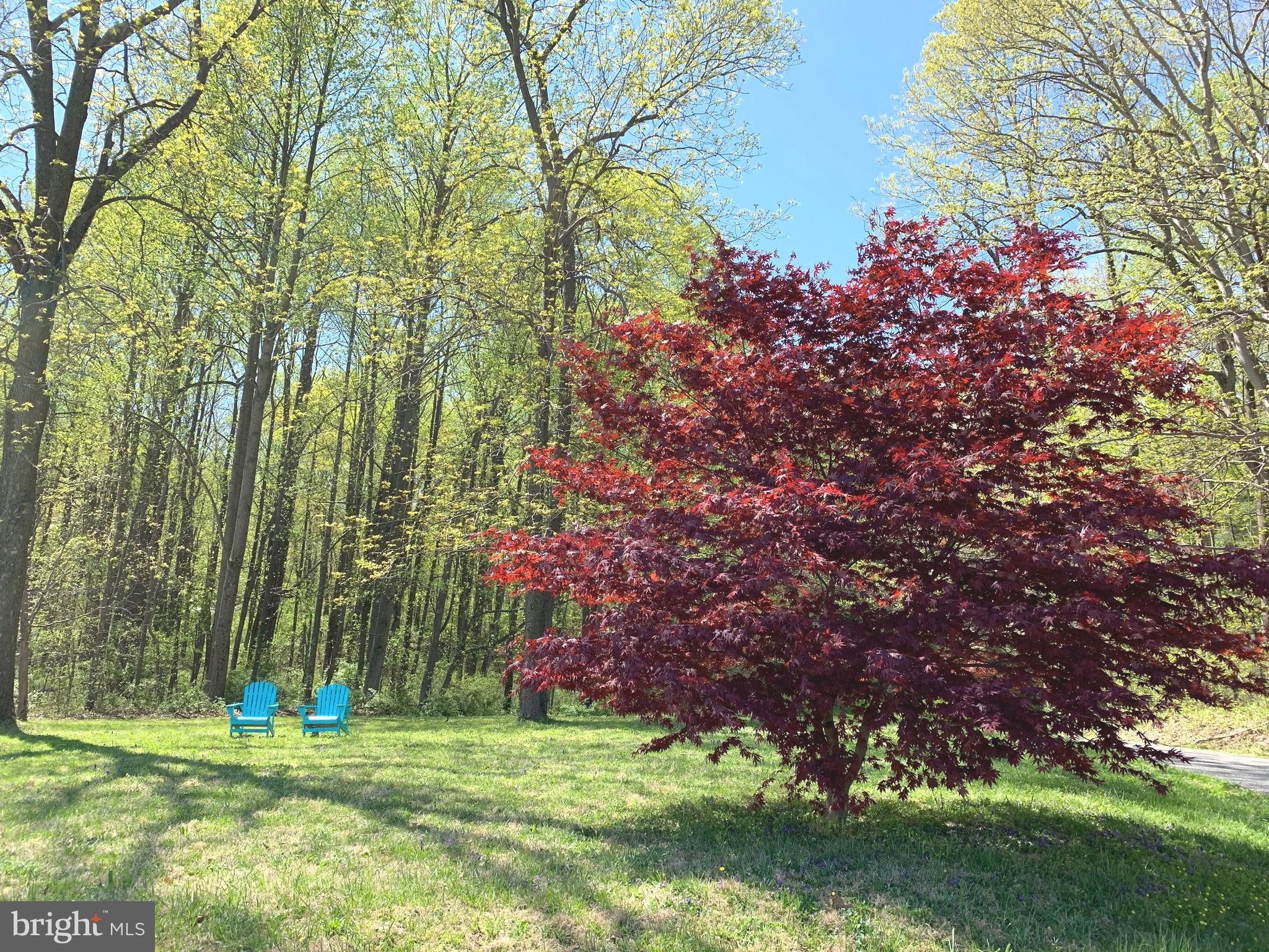 13808 Longnecker Road Glyndon, MD 21136 - Photo 33 of 40 Mature Japanese Maple Tree