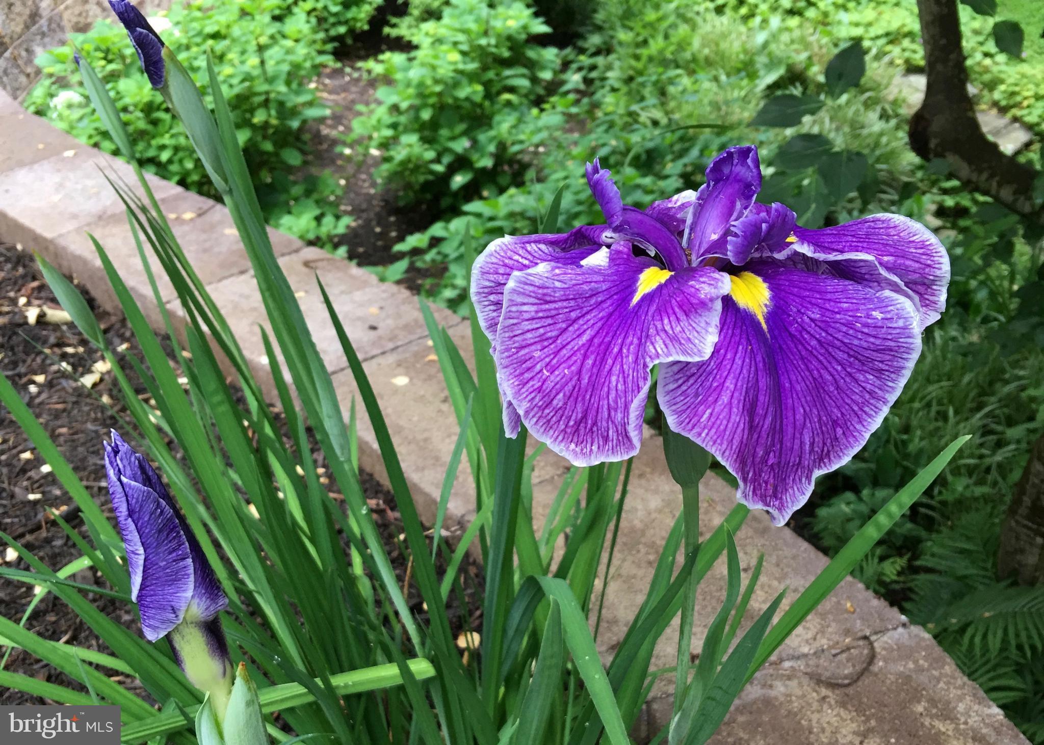 13808 Longnecker Road Glyndon, MD 21136 - Photo 35 of 40 Summer Iris blooming in abundance