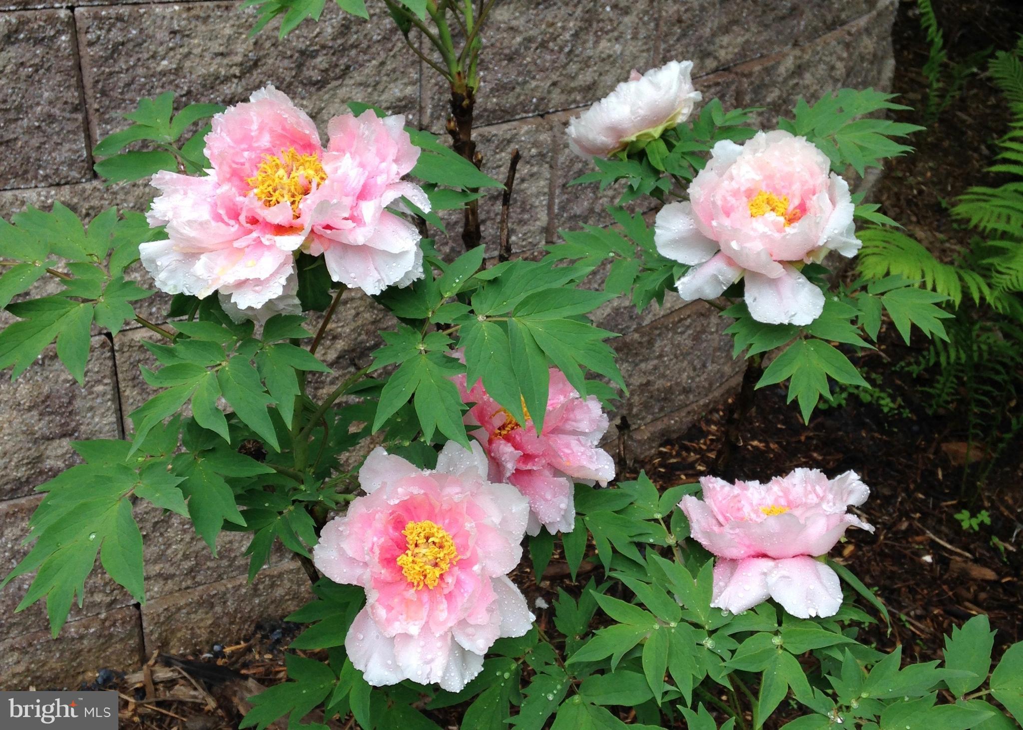 13808 Longnecker Road Glyndon, MD 21136 - Photo 36 of 40 Spring Peonies are happy you are here