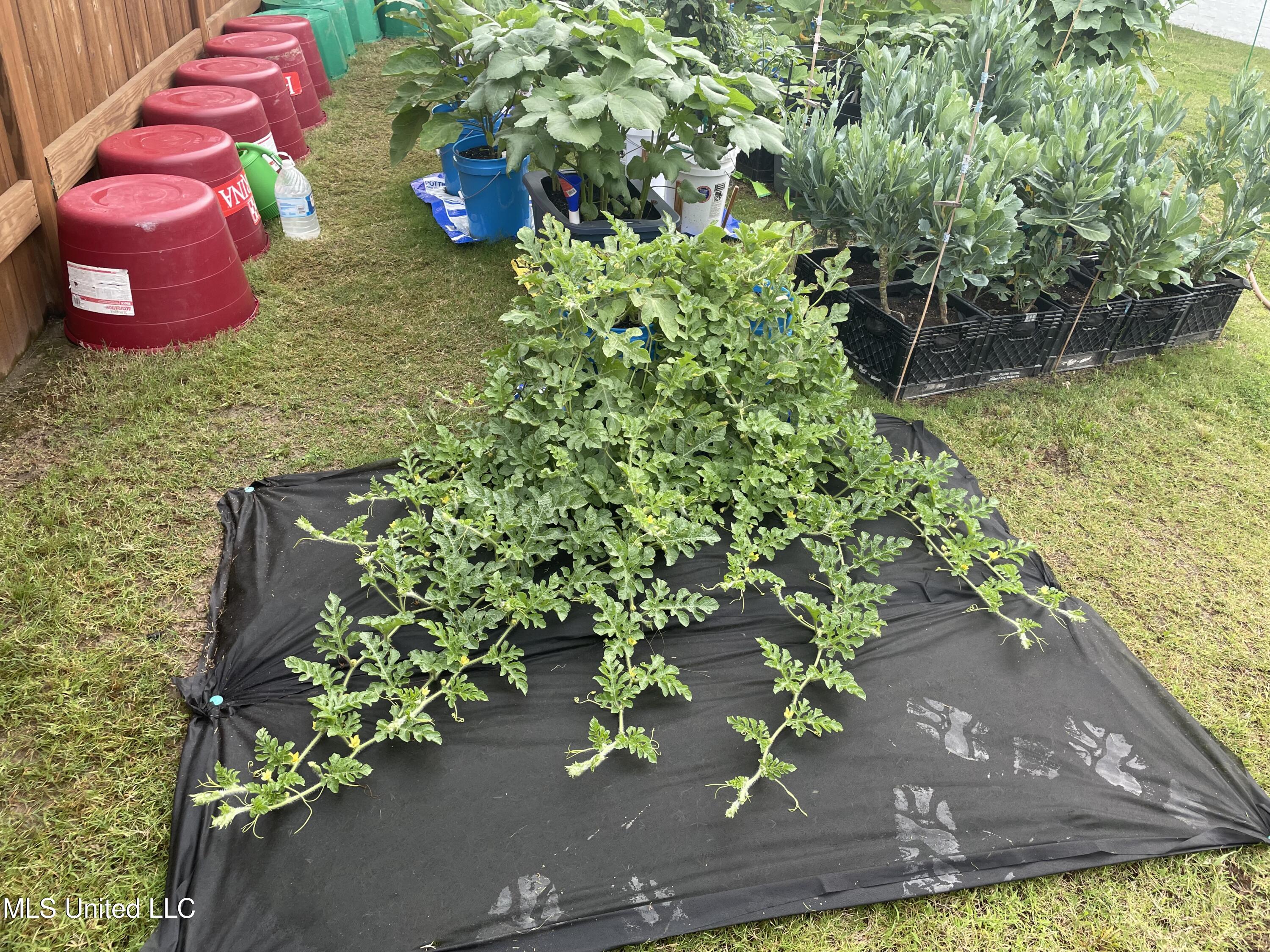 705 Queens Court Flowood, MS 39232 - Photo 57 of 62 IMG_2053