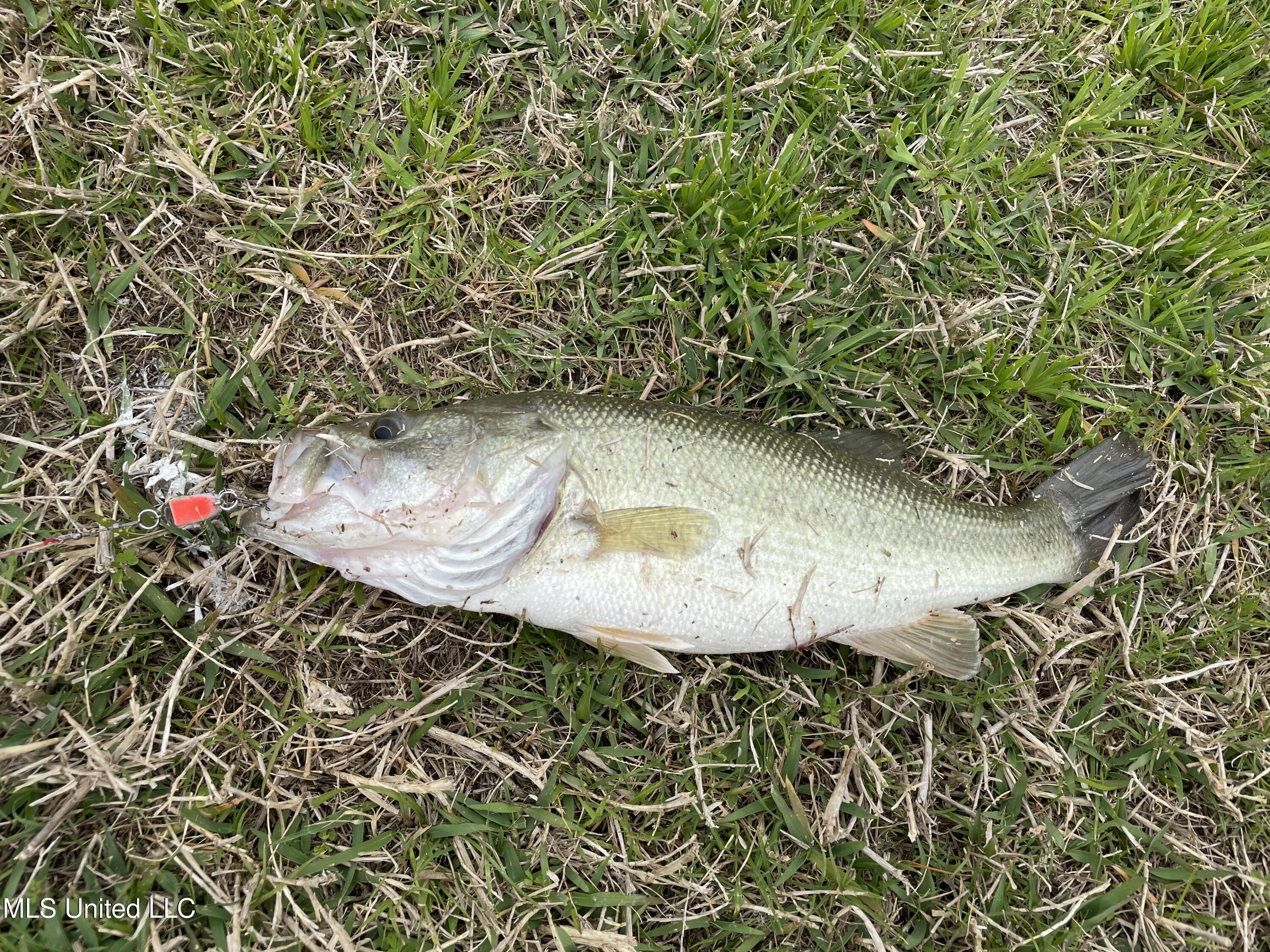 705 Queens Court Flowood, MS 39232 - Photo 60 of 62 IMG_8393(1)