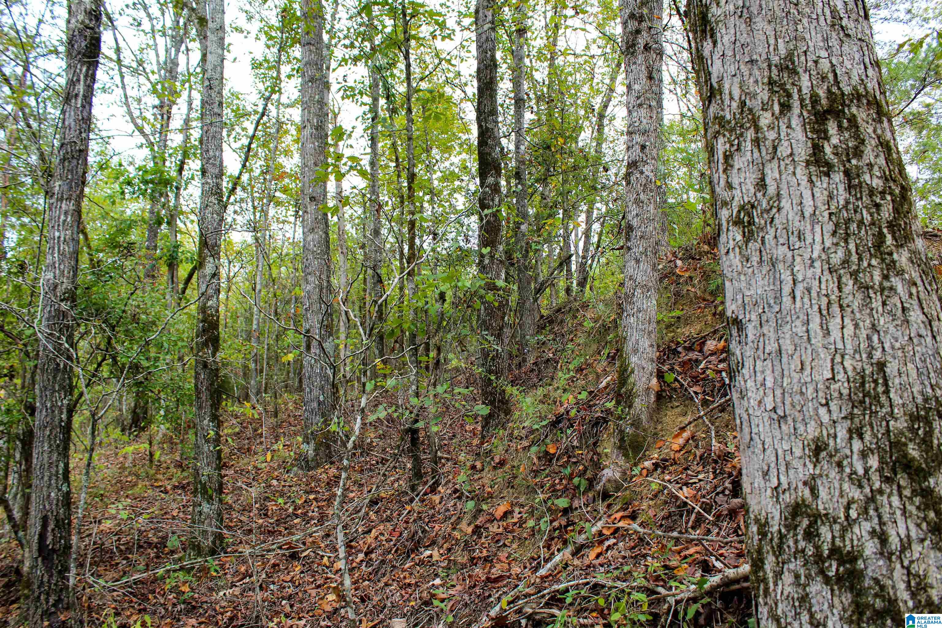 1 Highway 18, Unit 1 Oakman, AL 35579 - Photo 5 of 46