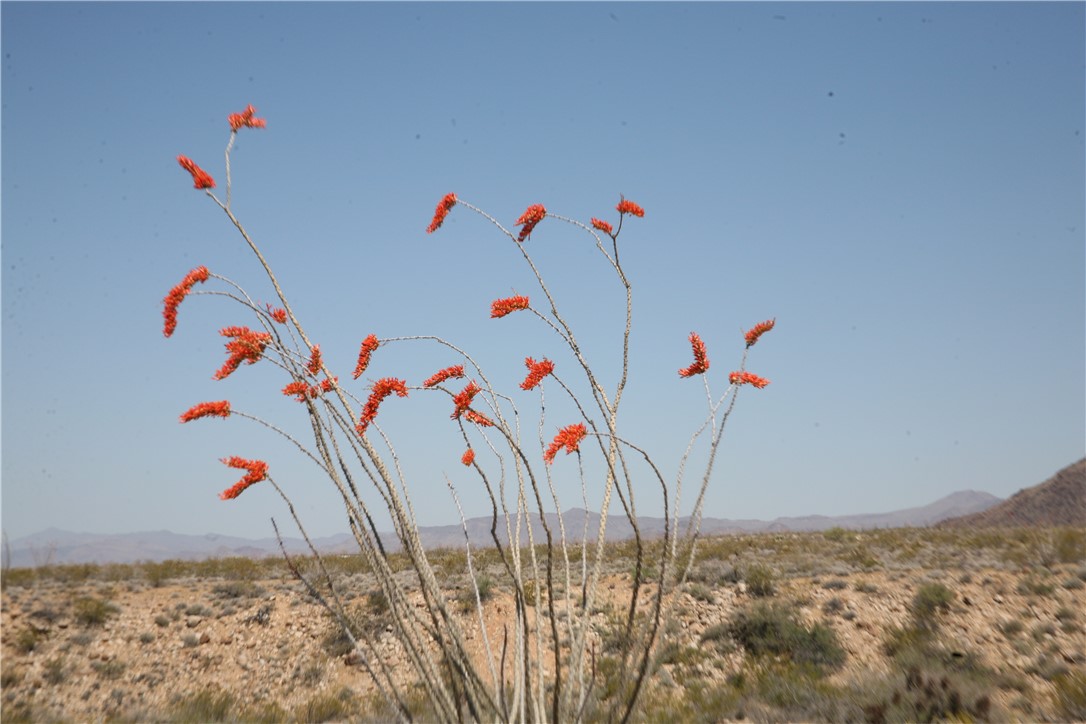 208-24-134 Cameron Road Yucca, AZ 86438 - Photo 7 of 86