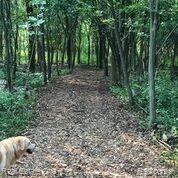 1287 North Livernois Road Rochester, MI 48306 - Photo 25 of 47 livernois walking 2020.jpg
