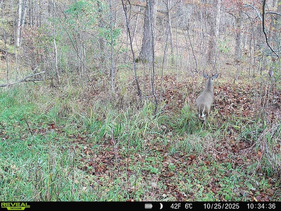 2500 West Quarter Line Road Coleman, MI 48618 - Photo 200 of 241 994350127346616981