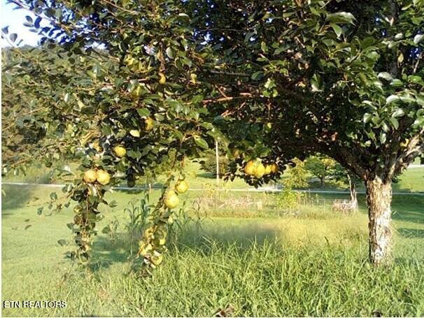 1894 Paint Rock Valley Road Philadelphia, TN 37846 - Photo 20 of 22 Pears