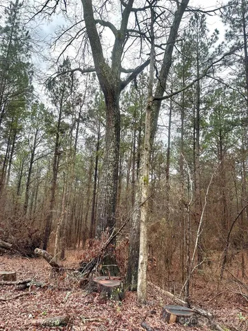 a view of a forest filled with trees