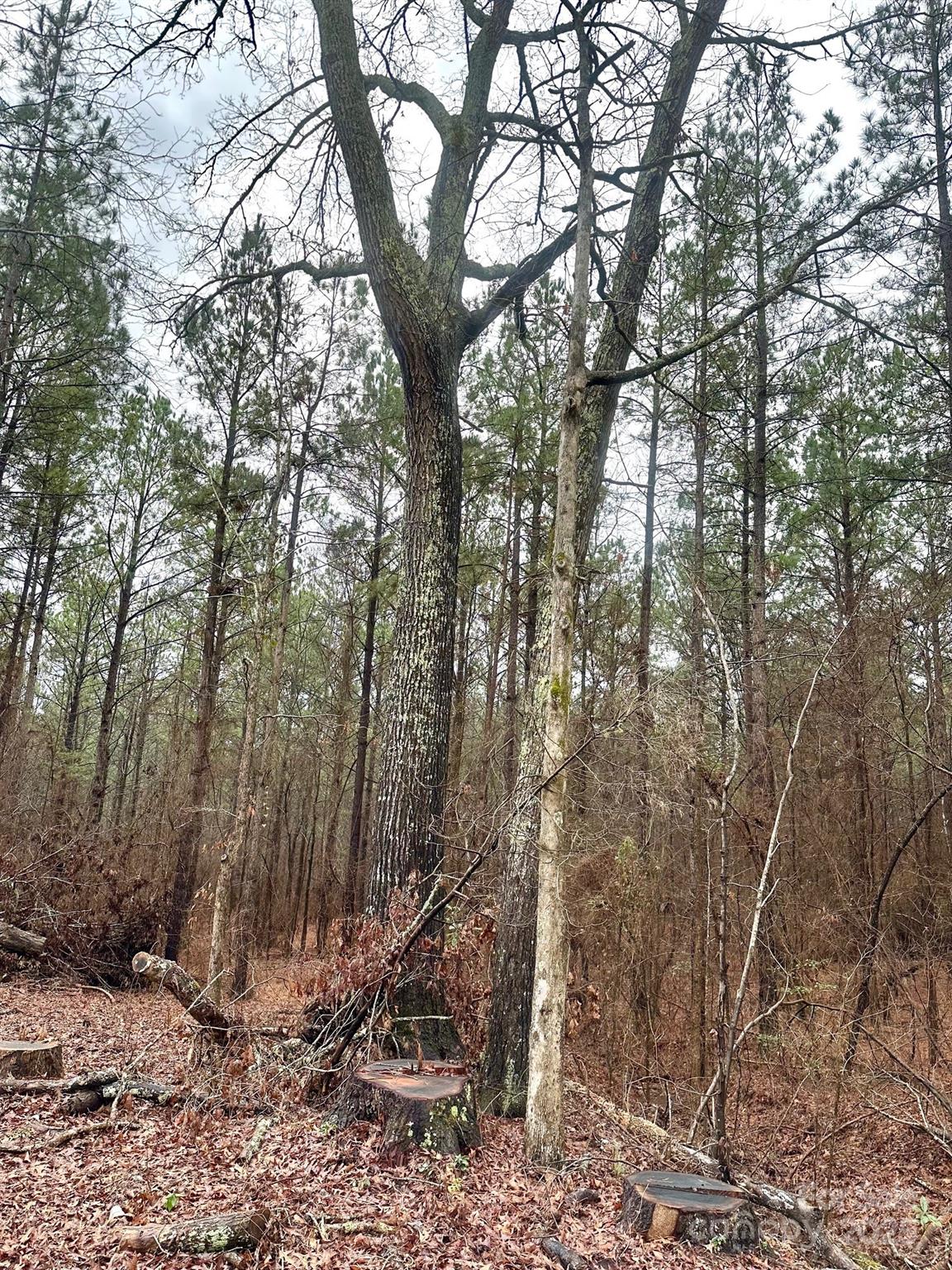 1176 Great Falls Highway Chester, SC 29706 - Photo 3 of 4 a view of a forest filled with trees