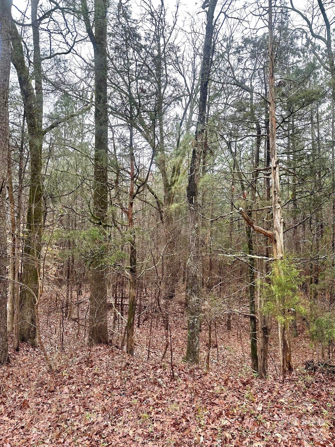 1176 Great Falls Highway Chester, SC 29706 - Photo 4 of 4 a backyard of a house with lots of trees