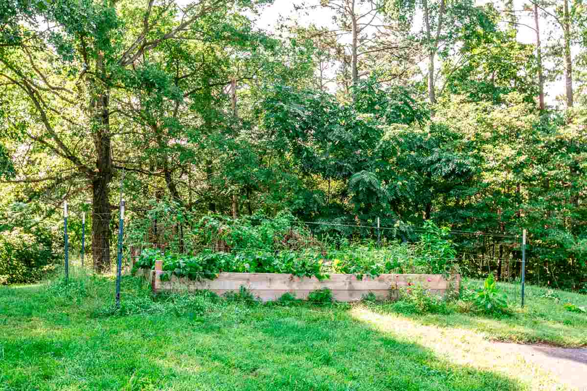 868 Todd Road Mount Sidney, VA 24467 - Photo 43 of 47 a view of a yard with a tree