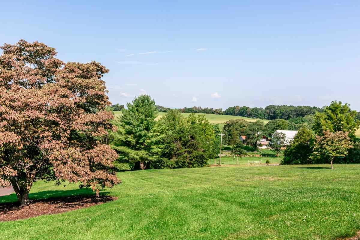 868 Todd Road Mount Sidney, VA 24467 - Photo 44 of 47 a view of a green field with lots of bushes