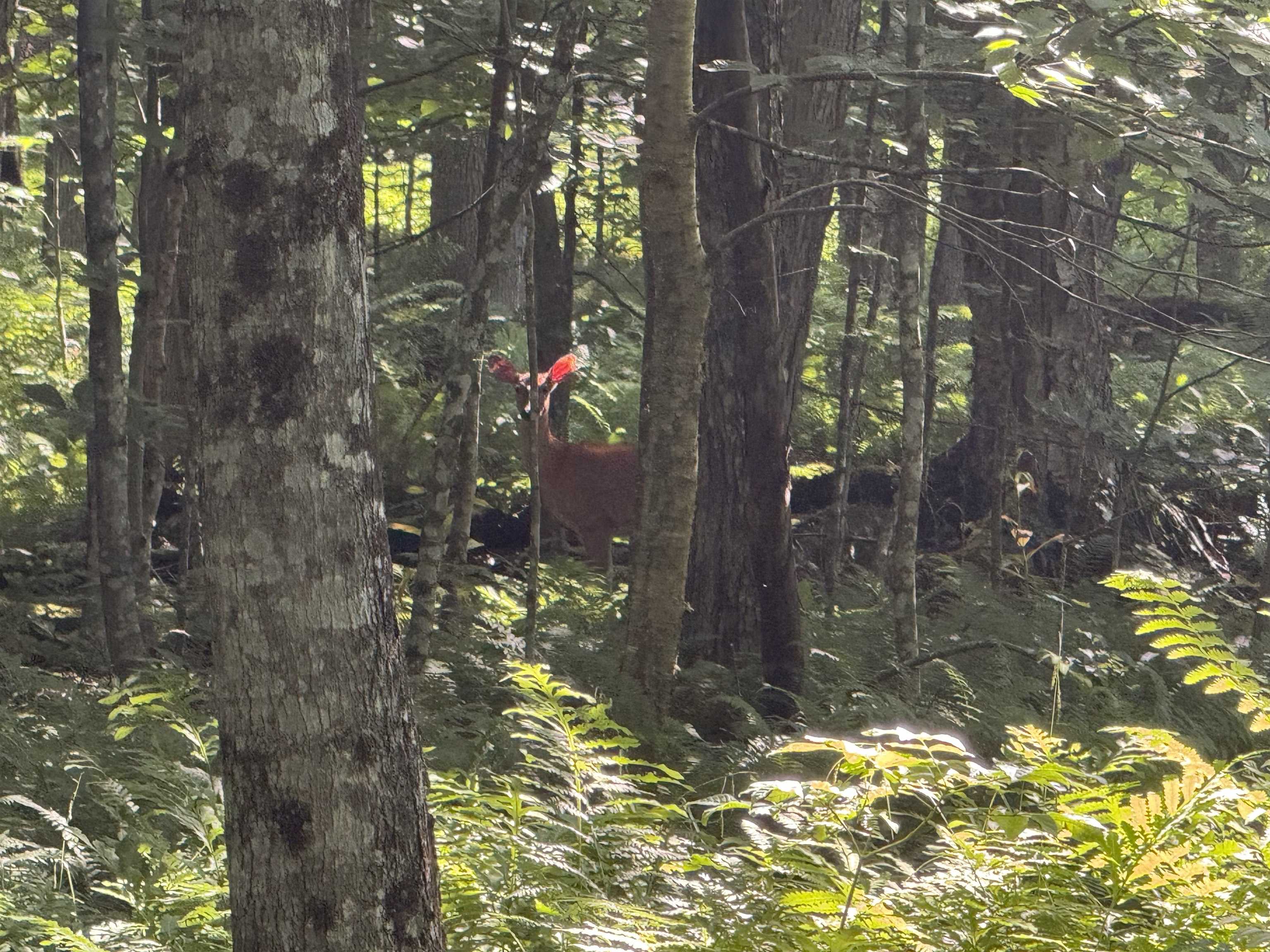 - Hannah Clark Brook Road Montgomery Center, VT 05471 - Photo 39 of 48