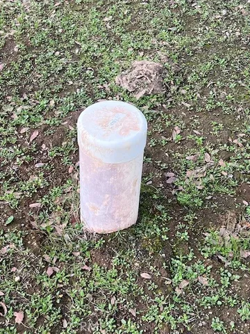 a view of a plant in a yard