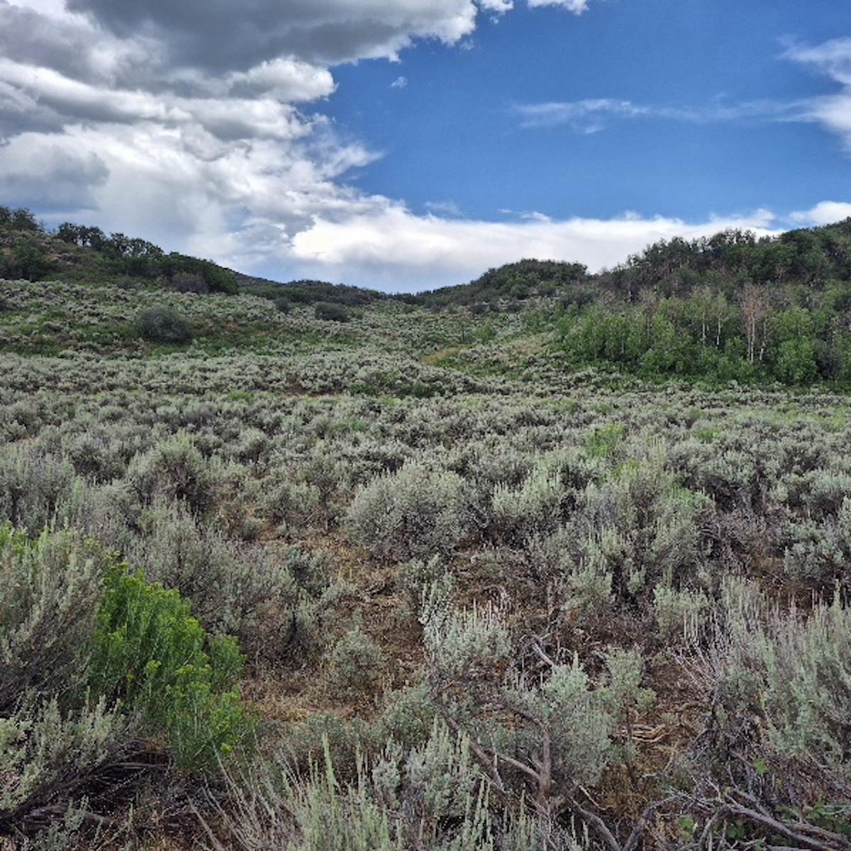 Tbd Harrison Creek Road Collbran, CO 81624 - Photo 36 of 40 Gallery Image 36