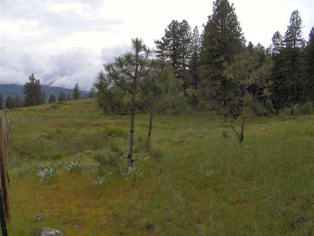 Tbd McNitt Road Kettle Falls, WA 99141 - Photo 1 of 4 Gallery Image 1