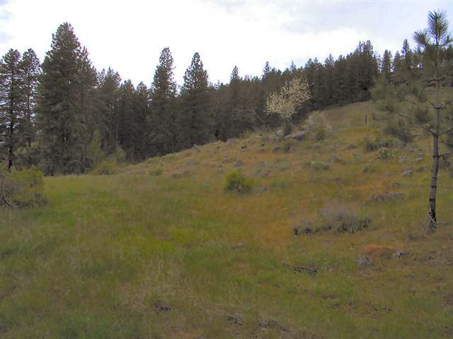 Tbd McNitt Road Kettle Falls, WA 99141 - Photo 3 of 4 Gallery Image 3