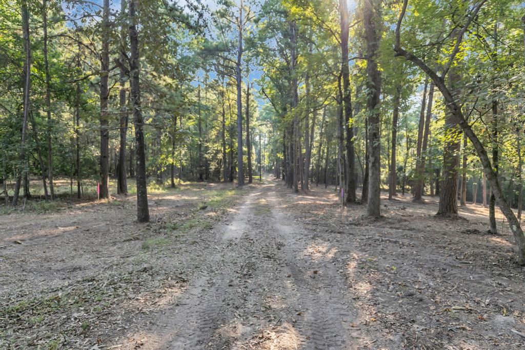 20 B Eastside Road Tyler, TX 75707 - Photo 4 of 23 a view of a forest with trees in the background
