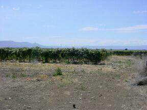 Nna Ashue Road Toppenish, WA 98948 - Photo 2 of 3 a view of a field with trees in background