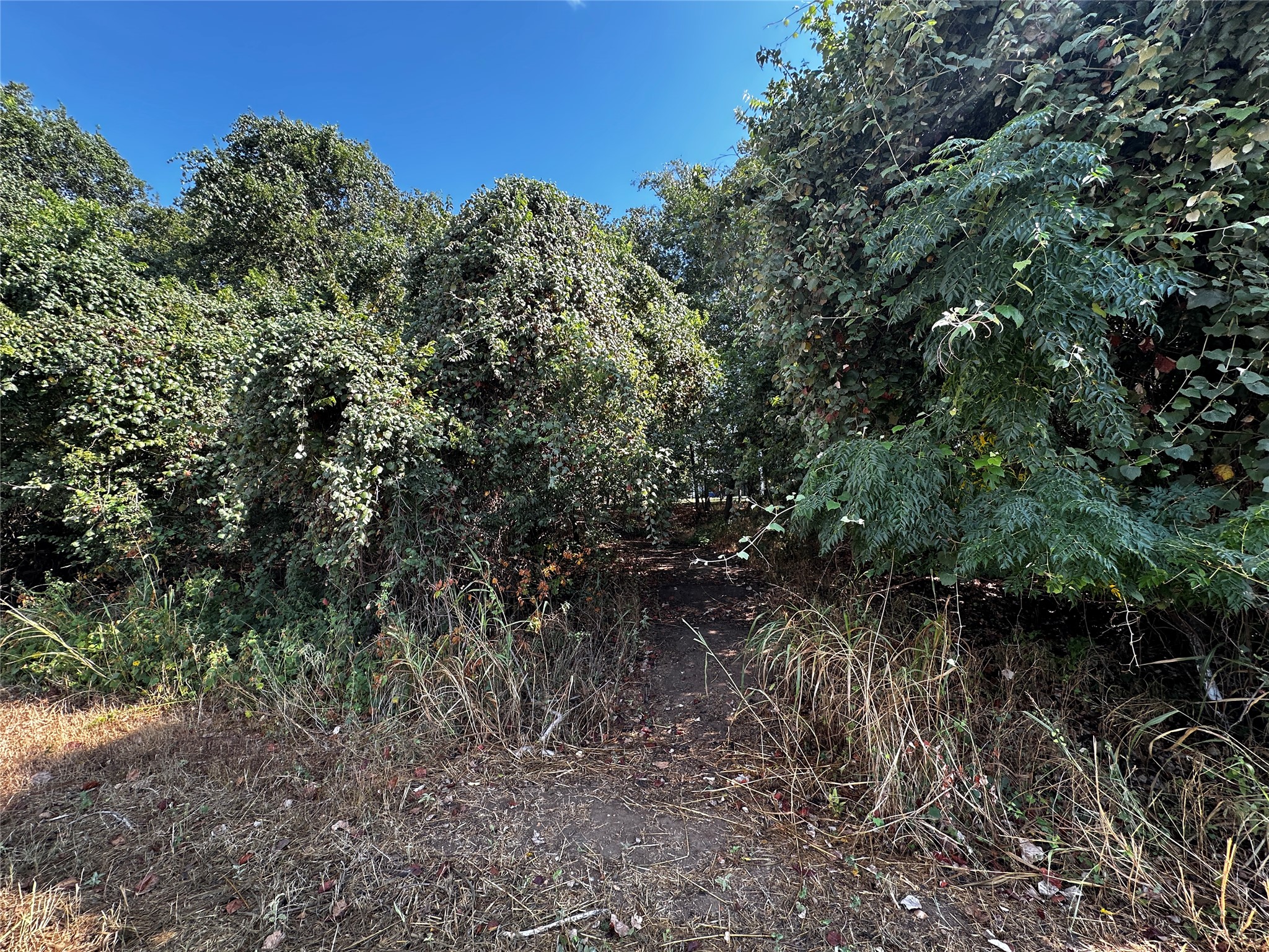 392 Riverside Drive Bastrop, TX 78602 - Photo 6 of 8 A natural dirt path winds through dense green foliage and mature trees.