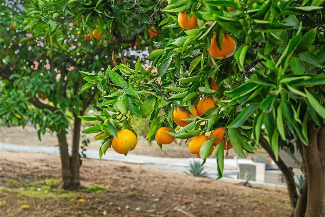 736 Del Valle Drive Fallbrook, CA 92028 - Photo 50 of 53 a view of a tree in a yard