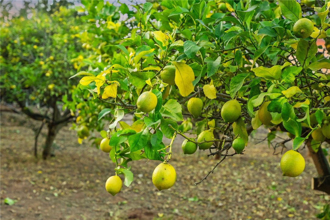 736 Del Valle Drive Fallbrook, CA 92028 - Photo 51 of 53