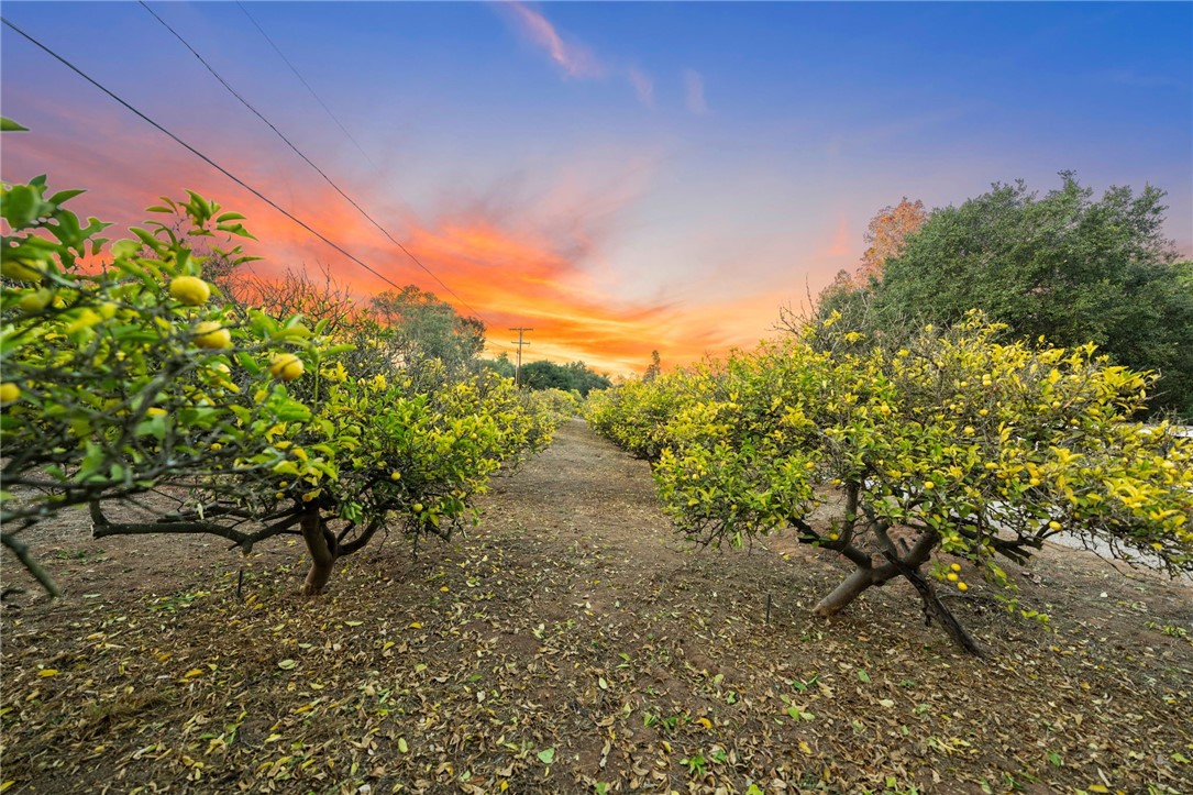 736 Del Valle Drive Fallbrook, CA 92028 - Photo 52 of 53 a view of a pathway with a tree