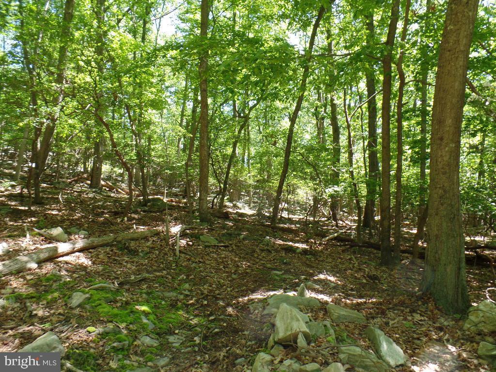 140 Etzler Road Frederick, MD 21702 - Photo 8 of 19