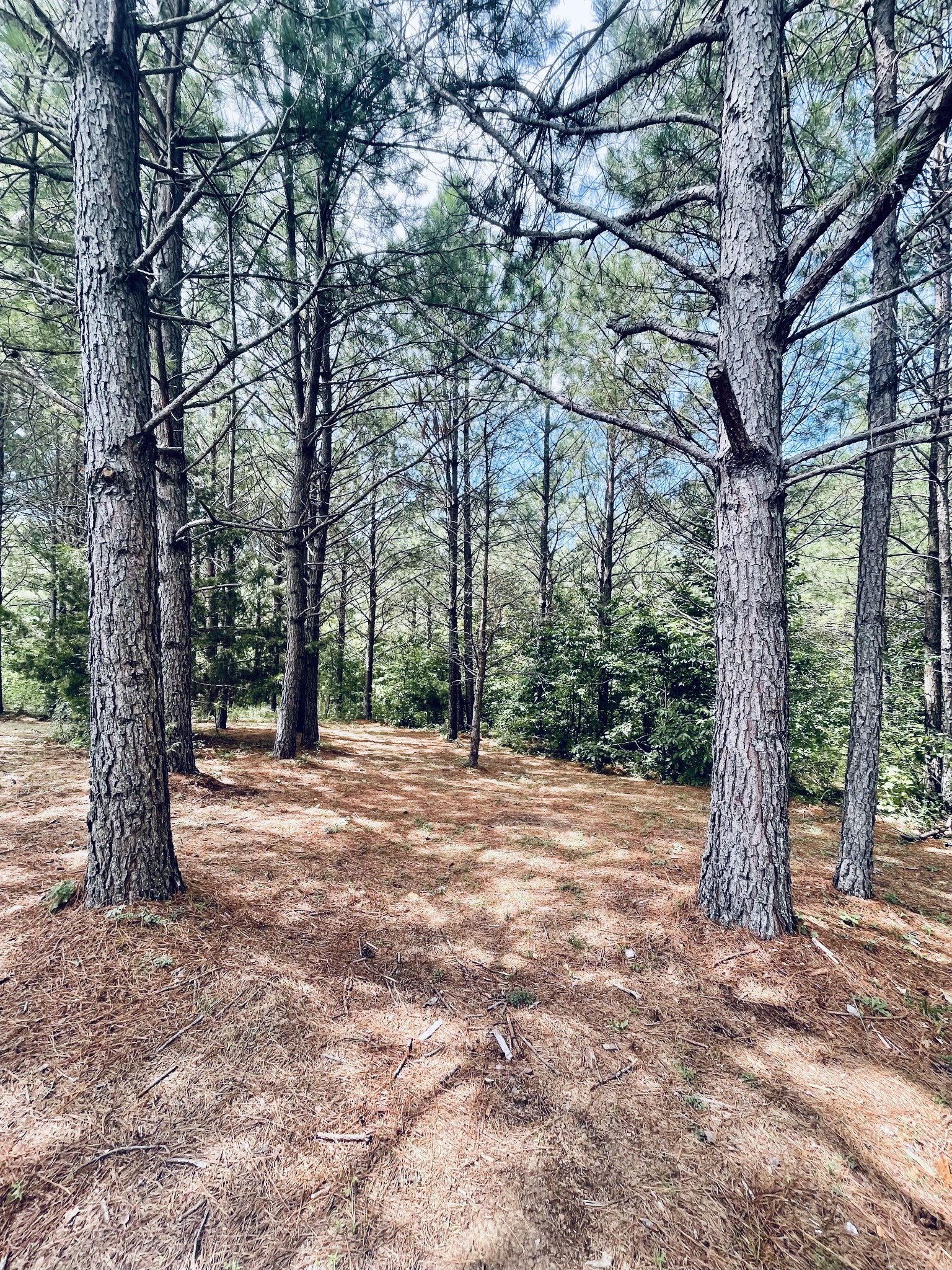 174 Reeves Road Hohenwald, TN 38462 - Photo 10 of 12 Gallery Image 10