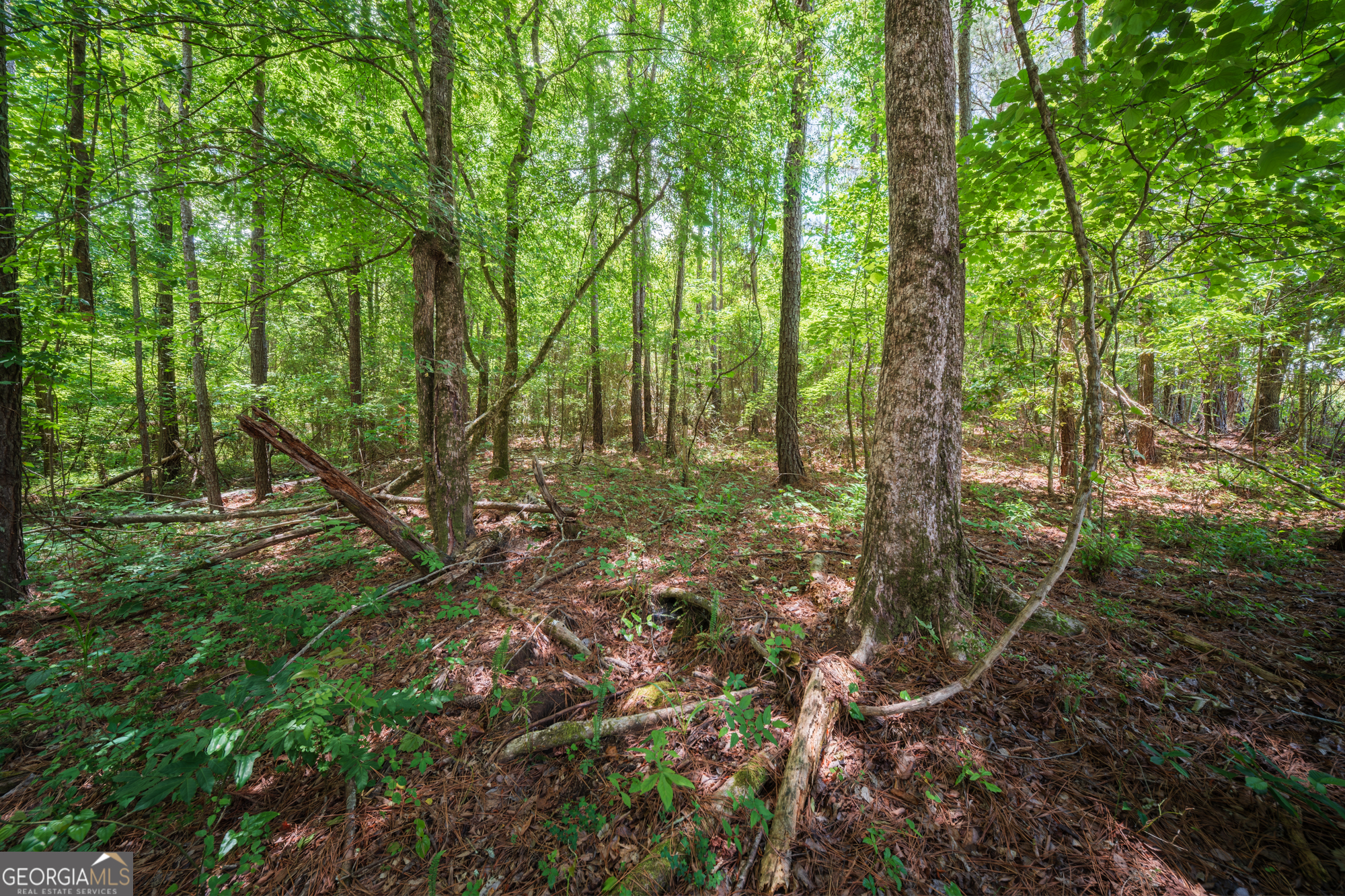 0 Old Haul Road Dry Branch, GA 31020 - Photo 12 of 15 a big yard with lots of green space and trees