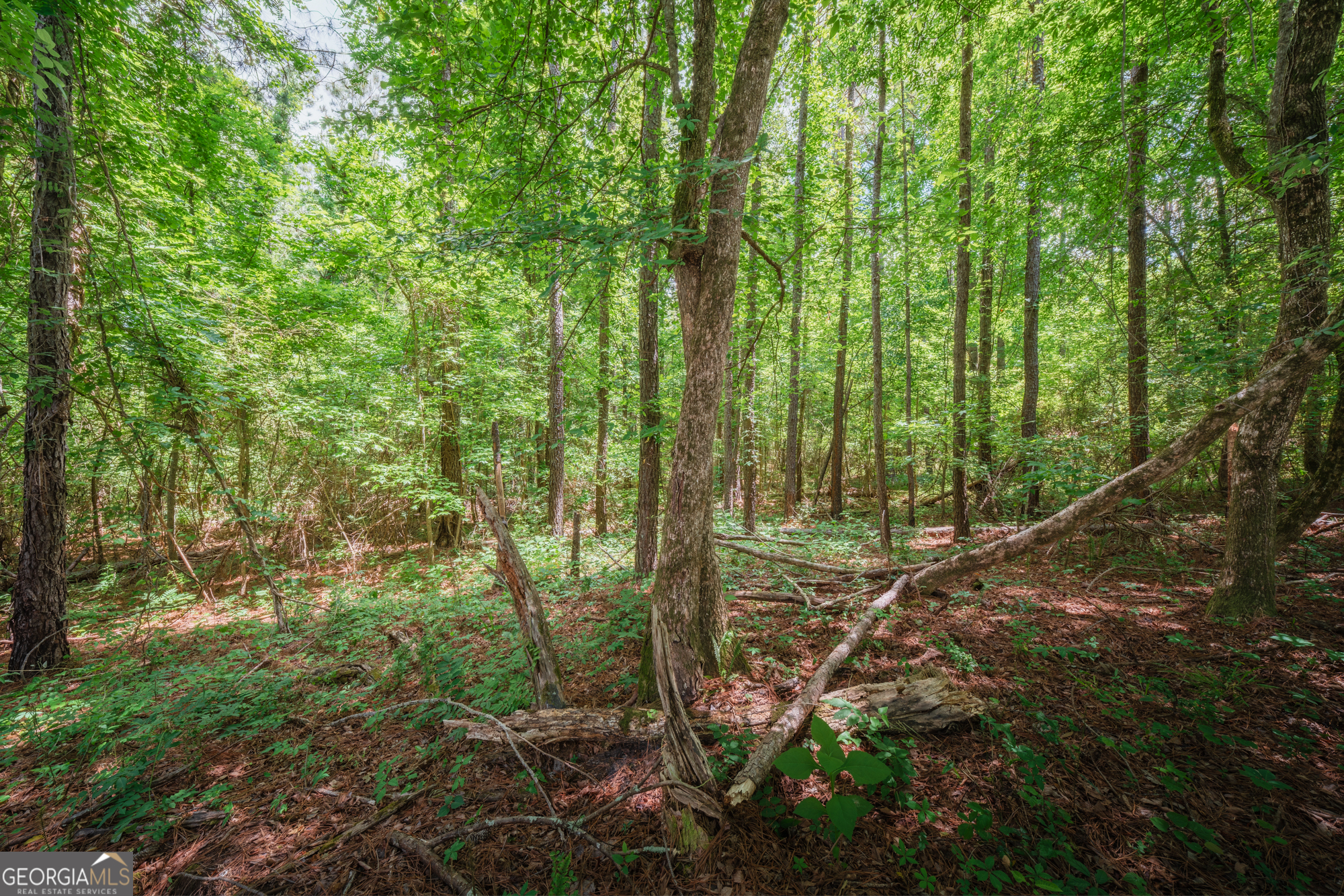 0 Old Haul Road Dry Branch, GA 31020 - Photo 13 of 15 a view of a forest with trees