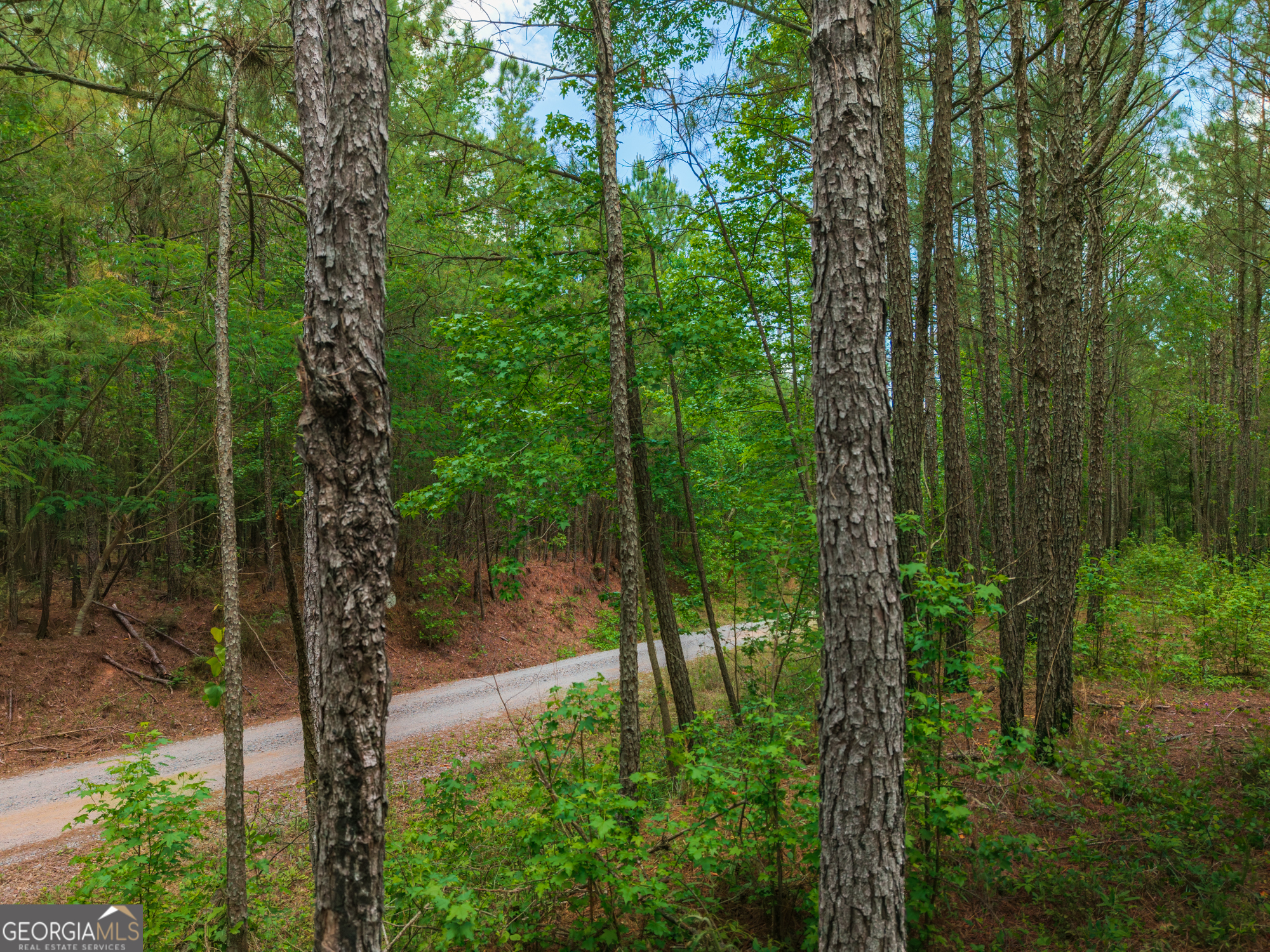0 Old Haul Road Dry Branch, GA 31020 - Photo 5 of 15 a view of a forest with trees