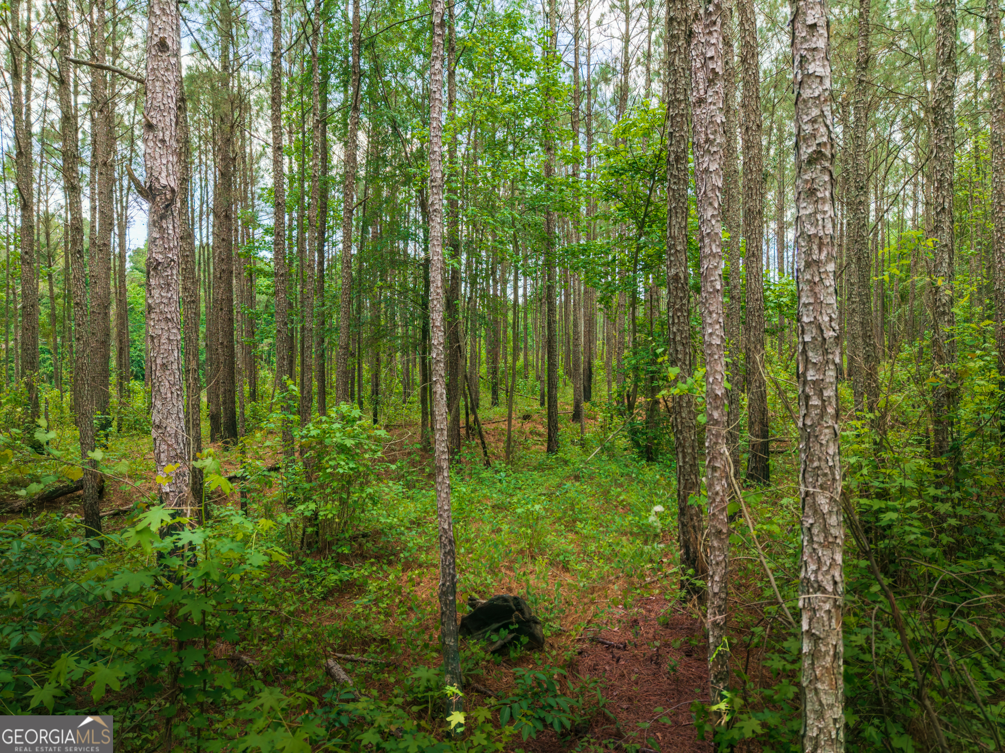 0 Old Haul Road Dry Branch, GA 31020 - Photo 6 of 15 a view of a garden