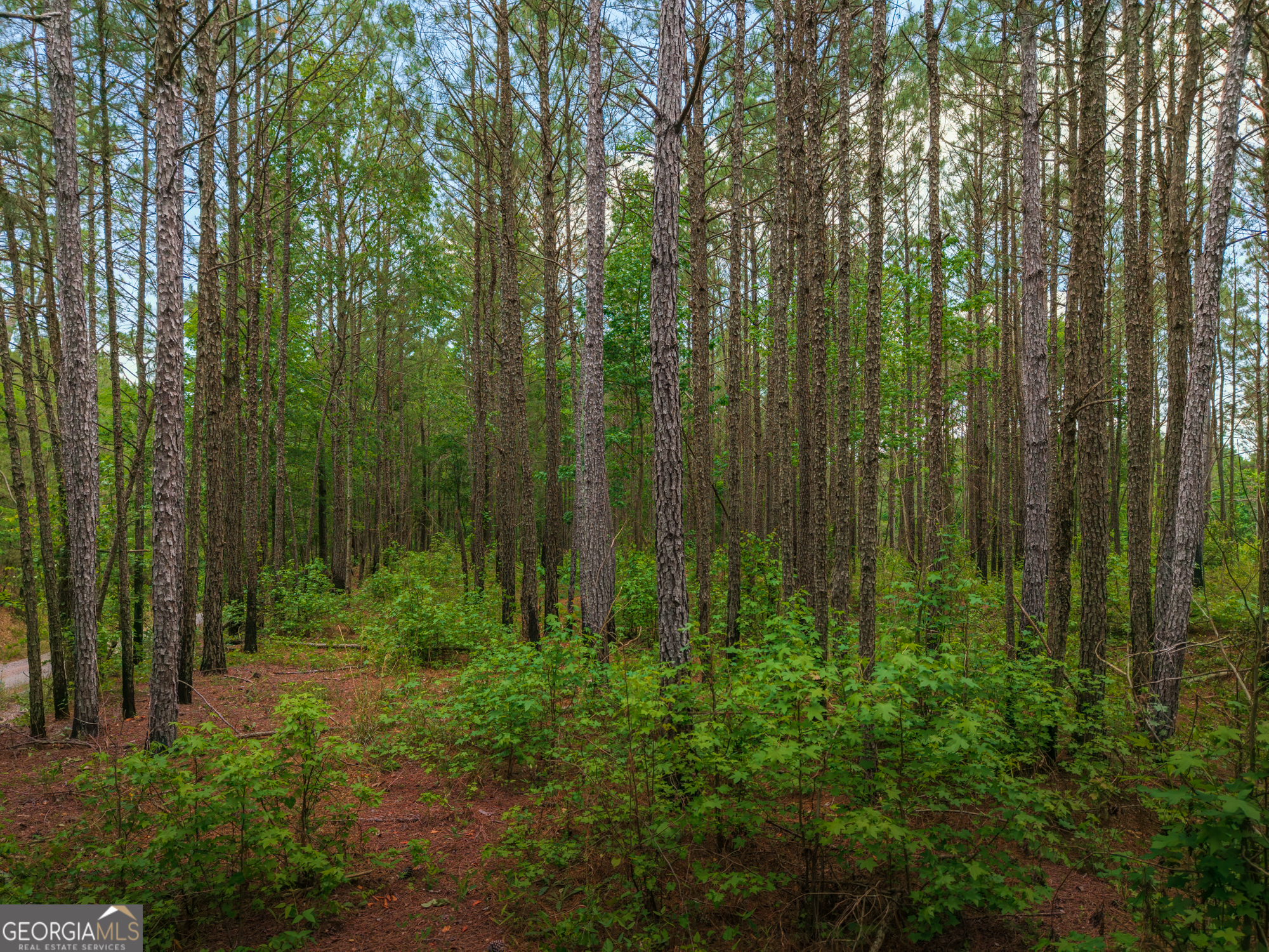 0 Old Haul Road Dry Branch, GA 31020 - Photo 7 of 15 a view of a garden