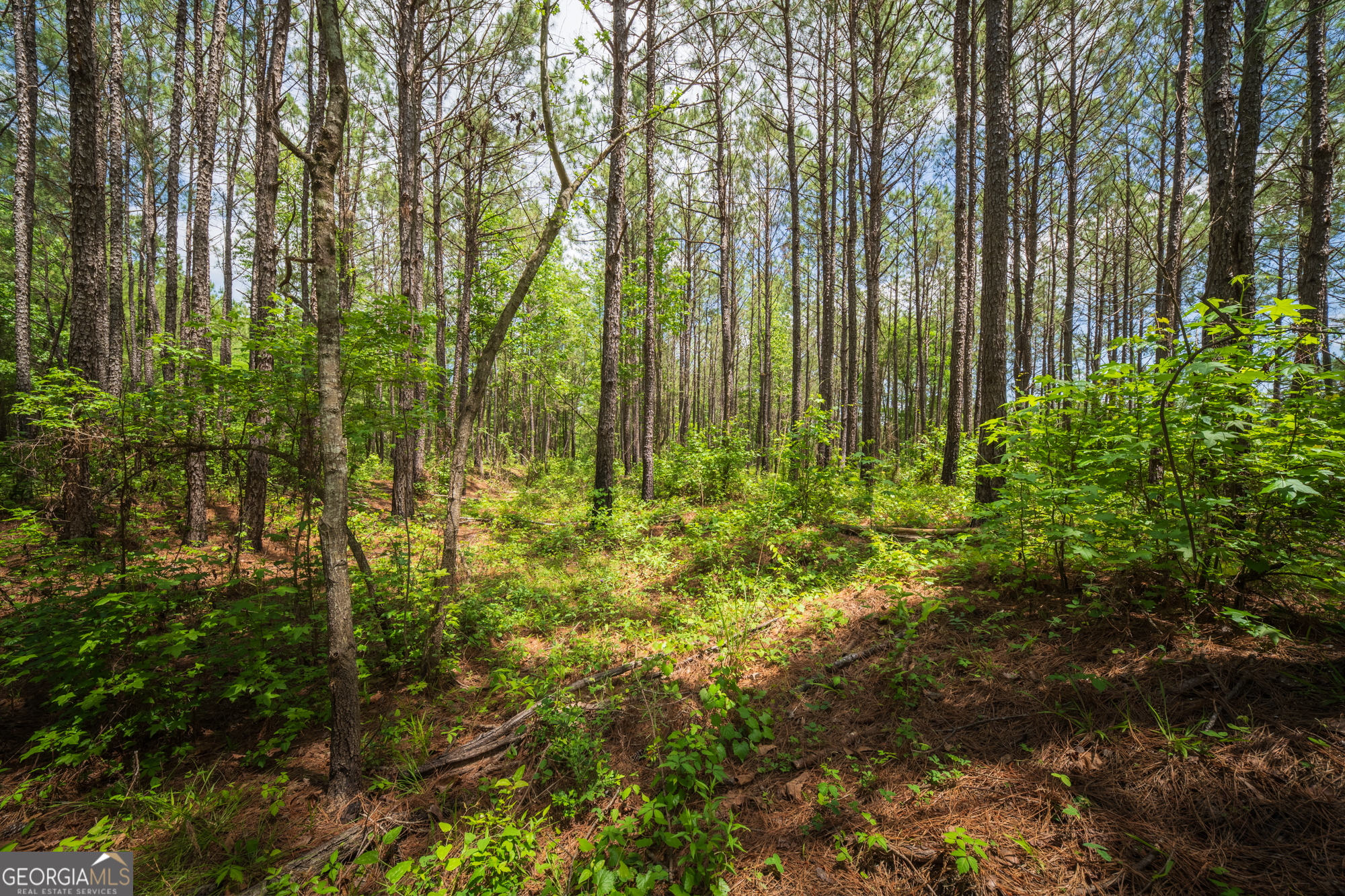 0 Old Haul Road Dry Branch, GA 31020 - Photo 10 of 15 a view of lots of trees