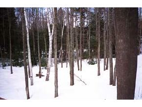247 Buckley Road Weare, NH 03281 - Photo 3 of 8
