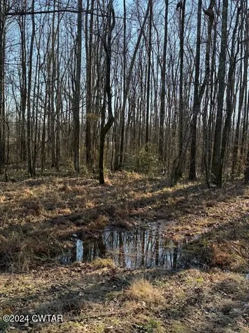 a view of a yard with large trees