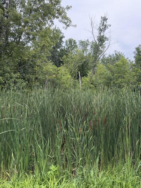 West Linco Road, Unit 3C Stevensville, MI 49127 - Photo 2 of 2 Parcel 3 - Photo 2