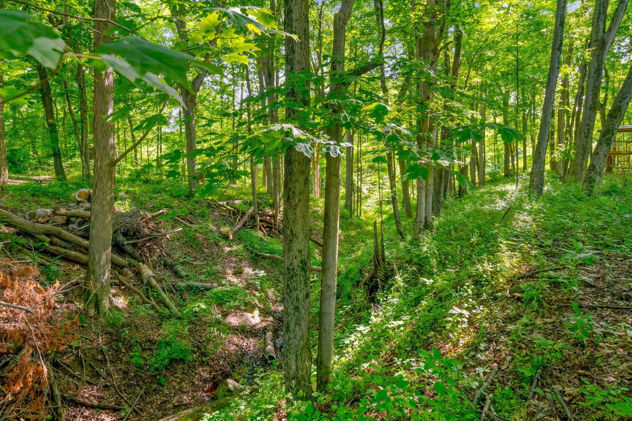 5516 Lancaster Road Hebron, OH 43025 - Photo 104 of 116 Beautiful woods and ravine