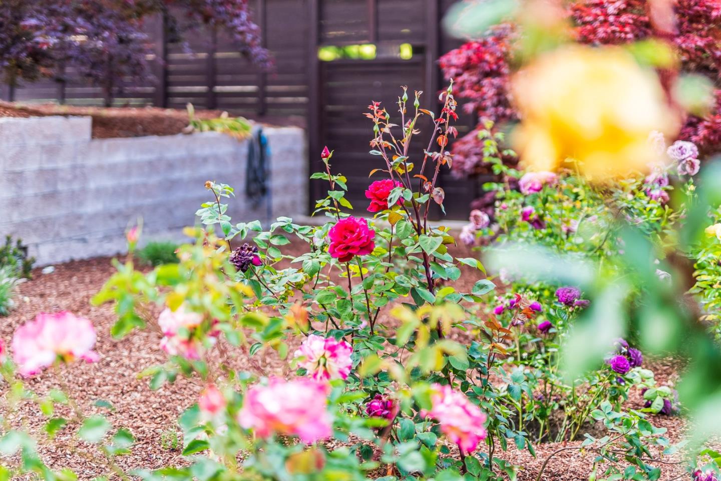 140 Echo Ridge Lane Soquel, CA 95073 - Photo 49 of 50 a view of a flower in a garden