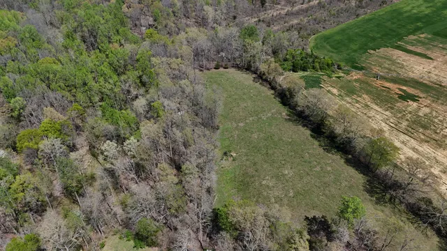 a view of a lush green forest with lots of trees