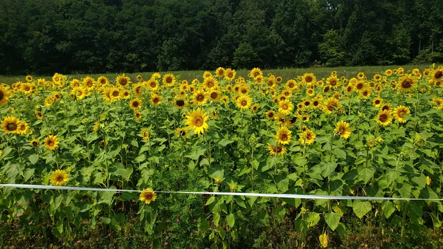 $2,100,000 | 11213 Yellow Bank Road, Laurel, IN 47024