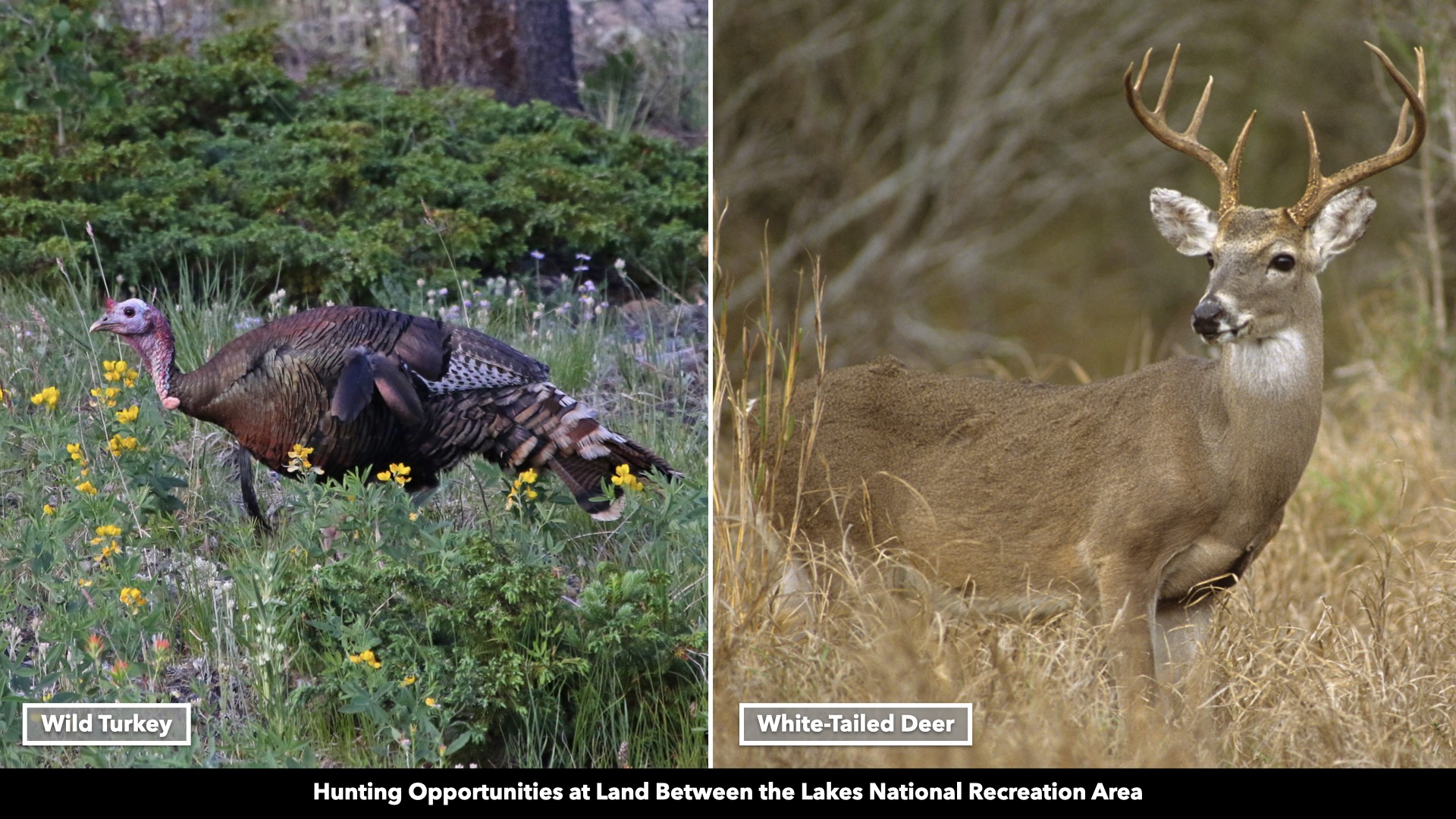 0 Cox Hollow Road Dover, TN 37058 - Photo 21 of 44 a view of entryway with outdoor area