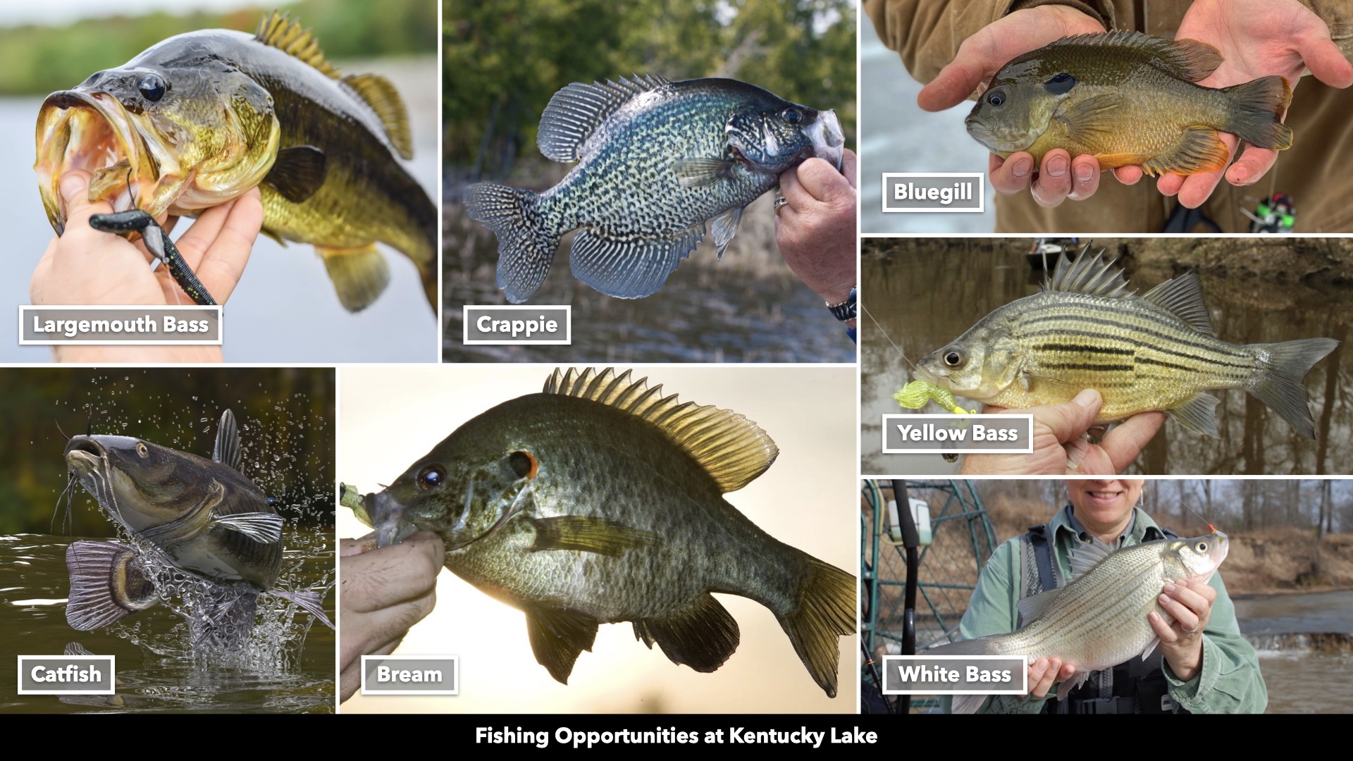 0 Cox Hollow Road Dover, TN 37058 - Photo 25 of 44