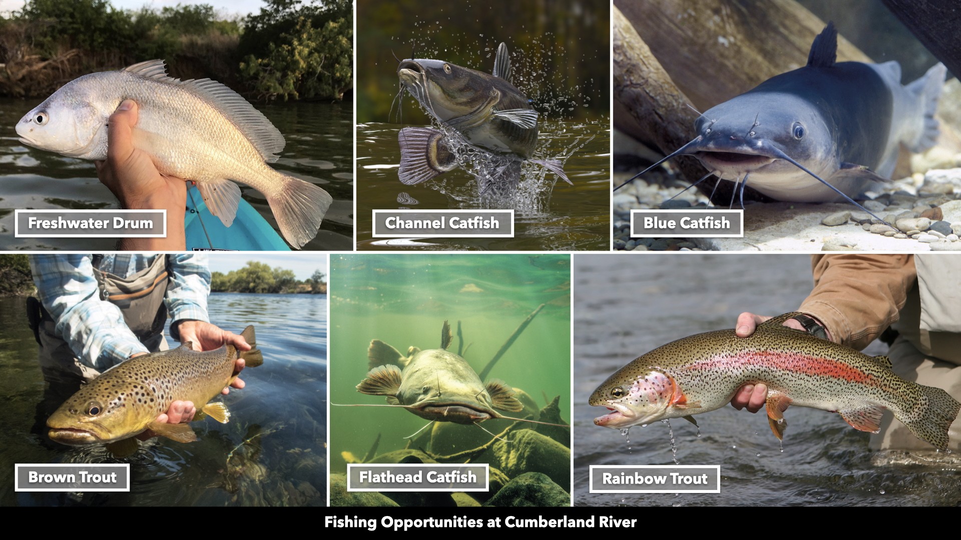 0 Cox Hollow Road Dover, TN 37058 - Photo 31 of 44